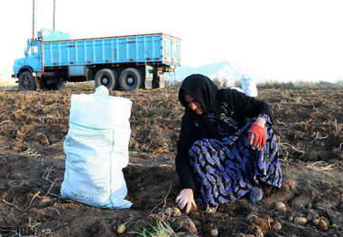 کشت محصولات آبدوست چالش دشت حاصلخیز الشتر