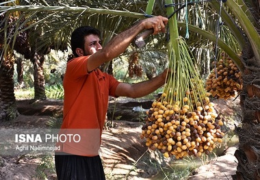 پیش‌بینی برداشت بیش از ۴۰ هزار تن خرما از نخیلات شهرستان رودان