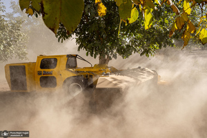 برداشت مکانیزه گردو در استان زنجان