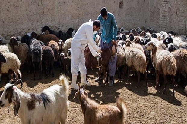 طرح مایه کوبی تب برفکی دام سبک در مهاباد آغاز شد