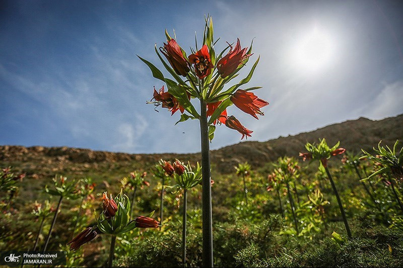منتخب تصاویر امروز جهان- 9 اردیبهشت 1400