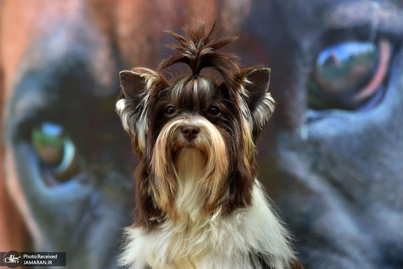 منتخب تصاویر امروز جهان- 6 اردیبهشت 1400