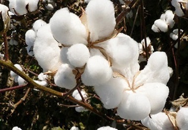  واردات نخ پنبه 50 درصد افزایش یافت