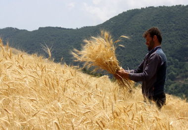 ۲۰۰هزار تن گندم از کشاورزان لرستان خریداری شد