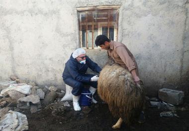 پوشش 90 درصدی طرح واکسیناسیون تب برفکی دام ها در بانه