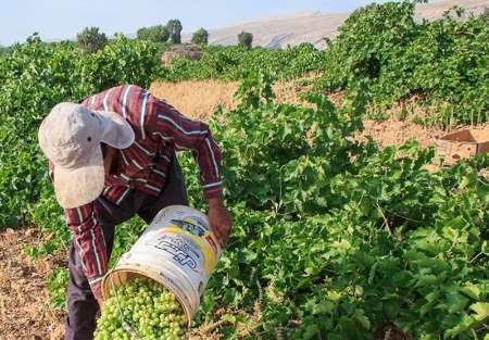 جشنواره گردشگری کشاورزی در دشمن زیاری ممسنی برگزار شد