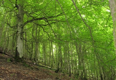 مدافعان حریم طبیعت را پاس بداریم-محمود رضا دهقان منشادی*