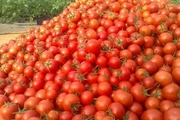 کاهش 4 هزار تومانی قیمت گوجه فرنگی