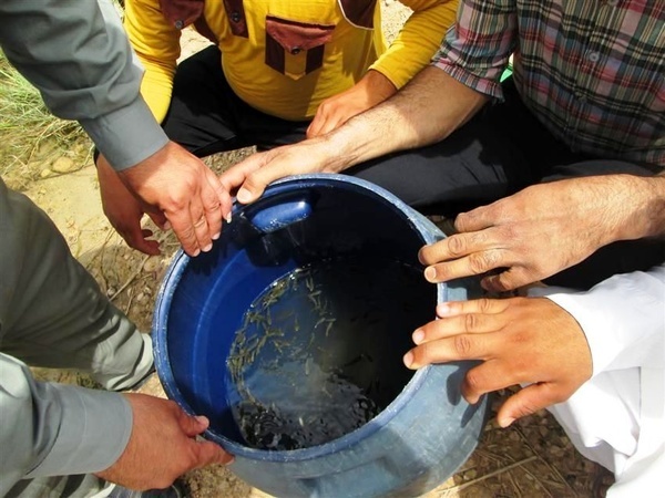 رها سازی بچه ماهی در تالاب بین المللی شادگان، جایگزین حبس برای متخلفین