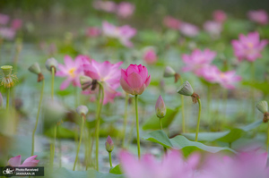 منتخب تصاویر امروز جهان- 21 تیر 1400