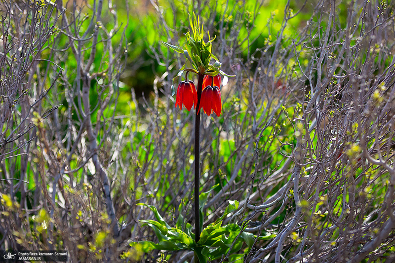 دشت لاله های واژگون کوهرنگ