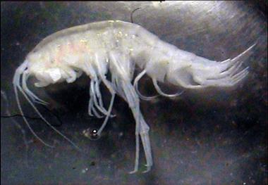 پژوهشگر محیط زیست فارس:گونه جدیدی سخت پوست شناسایی شد