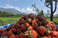 برداشت توت فرنگی در کشمیر ھند (9)