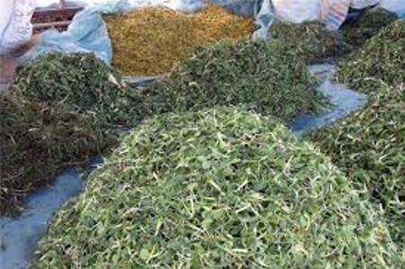 کشت گیاهان داروئی اولویت وزارت جهادکشاورزی برای توسعه اشتغال