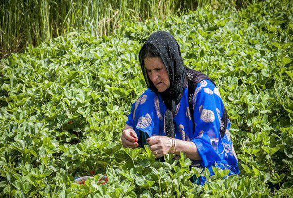 درآمد خانوارهای روستایی 40 درصد کمتر از درآمد شهری ها است