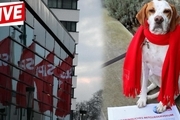 سگی که در انتخابات کاندید شد+ عکس