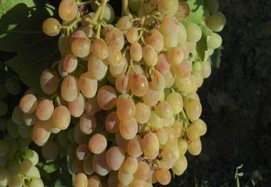 برداشت انگور در 1100 هکتار از باغات عجب شیر آغاز شد