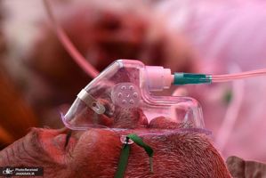 منتخب تصاویر امروز جهان- 16 اردیبهشت 1400