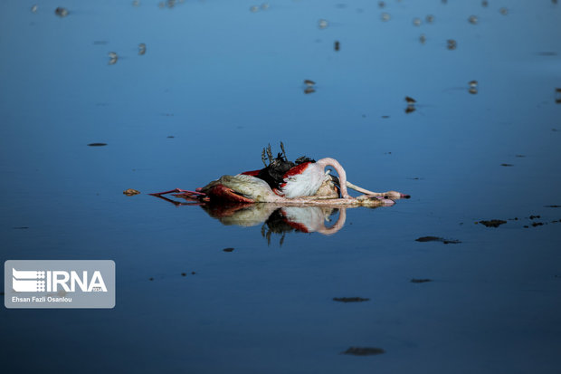 مشارکت جوامع محلی بهترین راهکاربرای حفاظت محیط زیست است