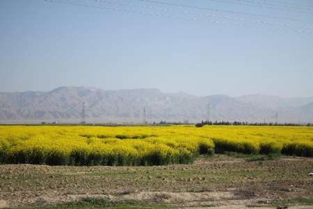 برداشت کلزا از مزارع ایلام آغاز شد