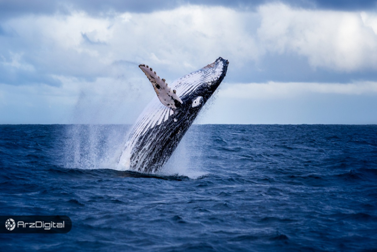 افزایش شدید فعالیت نهنگ‌های بیت کوین  باید منتظر چه اتفاقی باشیم؟