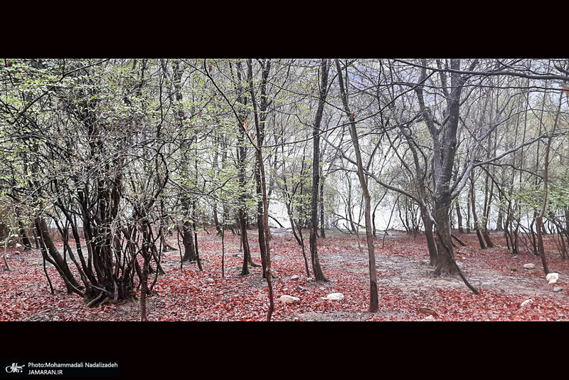 دریاچه آویدر نوشهر