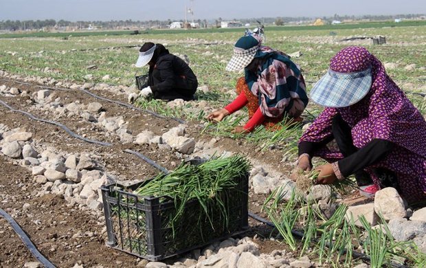 تدوین سند چشم‌ انداز کشاورزی جنوب کرمان ضروری است