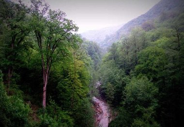 ثبت جهانی جنگل‌های هیرکانی نقطه عطفی در حفاظت از این میراث ارزشمند است