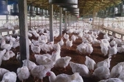 خرید تضمینی گوشت مرغ در چهارمحال و بختیاری آغاز شد