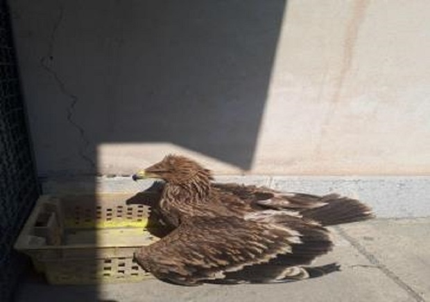 یک بهله عقاب صحرایی به محیط زیست شهرستان ری تحویل داده شد