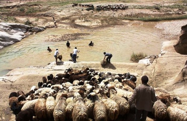 عشایر سمنان برای افزایش تولید گوشت دست به گریبان خشکسالی هستند