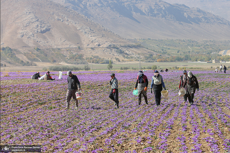 برداشت زعفران از مزارع استان چهارمحال و بختیاری