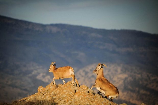 تغییر اقلیم در سمنان گونه های جانوری را تهدید می کند