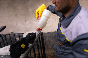 کارگران دامپروری؛ ستون‌های سلامت و آبادانی کشور