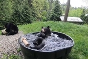  آب‌تنی خرس سیاه ۱۸۰ کیلویی در تشت پر از آب