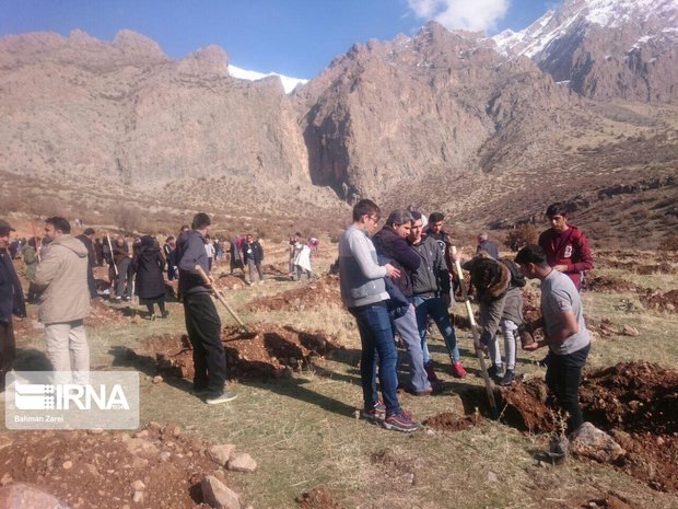 ۸۴۲ هزار اصله نهال در کرمانشاه غرس شد