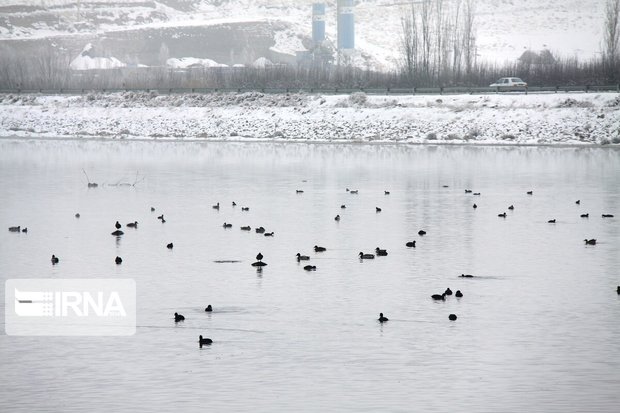 زمستان‌گذرانی انواع پرندگان در ۳ تالاب خوی