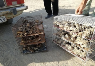 صیاد حرفه ای سابقه دار در مشهد دستگیر شد