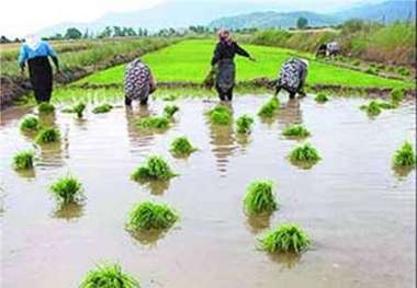 700 هکتار از زمین‌های کشاورزی چرام زیر کشت برنج می‌رود