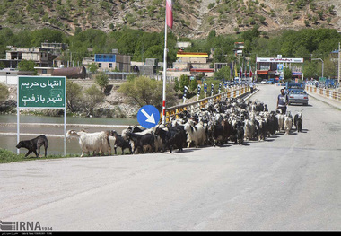 ورود دام به چهارمحال و بختیاری پس از قرنطینه انجام می شود