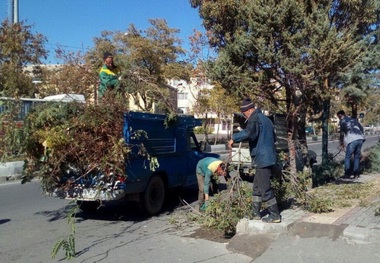 هرس درختان درگناوه با نظارت جدی شهرداری انجام می شود