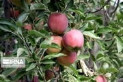۷٠ هزار تن سیب از باغ‌های نقده برداشت شد