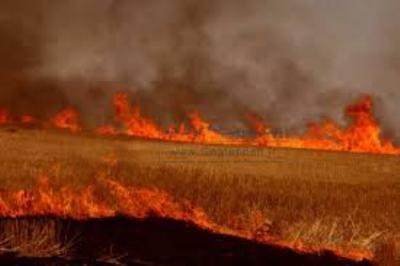 آتش سوزی، 60 هکتار از مزارع گندم  را در گالیکش از بین برد