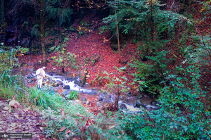 آبشار لونک دیلمان