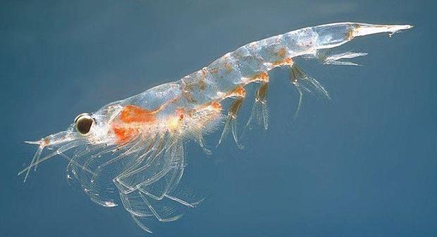 4 هزارجفت میگوی مولد در بوشهر تولید شد