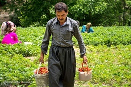 اولین جشنواره برداشت توت فرنگی در روستای گردشگری شیان برگزار می شود