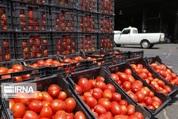 ۴۰ هزار تن گوجه فرنگی به نرخ حمایتی در خراسان رضوی خریداری شد