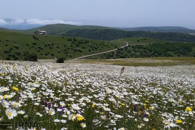 اقدامات منسجم دشت امامزاده جعفر گچساران را از خشکیدگی نجات داد