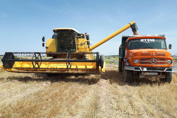 پیش‌بینی افزایش ۱۵درصدی خرید گندم از کشاورزان خوزستان