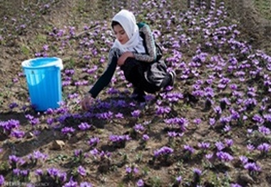 آغاز برداشت زعفران در شهرستان شاهین‌دژ